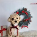 블레스펫 살롱 이미지