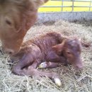 람세스한우농장 이미지