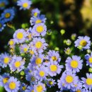 대복농장 | ⛩️🌼 범어사,청련암~충렬사 산책