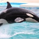 범고래PC 이미지