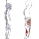 베이스오브바디 이미지