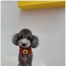오도DOG 펫살롱 네이버블로그