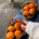 솔솔농장 | 제주여행 이색데이트 감귤따기체험후기 히피옹농장 내돈내산