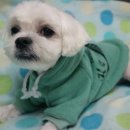 영심이살롱곰곰이호텔 이미지