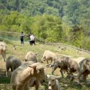 초원염소농장 이미지