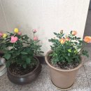 장미식품 | 농협 하나로마트 팔탄점 방문 후기 장보기 부터 장미 식물까지 가성비 쇼핑 추천 후기