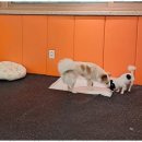 한서데이케어센터 | 양천구노령견케어 우리 집 강아지의 새로운 안식처, 꼬마네 펫 데이케어센터 후기