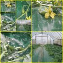 요수정옆 이미지