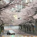 톳고개로 이미지