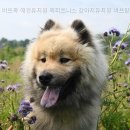 대한유치원 | 버프독 애견유치원 독피트니스 강아지유치원 버프탕 선택 전 알아볼 정보