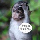 [서면 롯데백화점 부산본점] 흑백요리사 팝업 디저트페어 박뚜기 소금빵 영도다리떡방 솔직후기