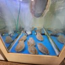 잘떳다 산오징어 - 달서구 진천동 | 잘떳다 산오징어
