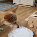 푸르미펫 | 강아지 정수기 푸르미펫 걸러줘서 좋아