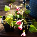 oxalis Blusher 이미지