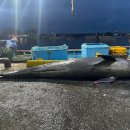 양양 해상에서 3m 흑범고래 죽은채 발견 이미지