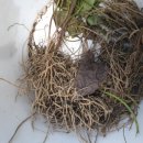 산속닭곰탕 이미지