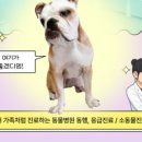 도곡동행동물병원 이미지