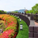 곡성-221 Daum카페