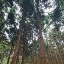 인화동-36 | 2022년 연말 제주도 여행: 5일차(2022.12.29.) - 거문오름, 스누피가든, 월정리 달이뜨는식탁