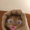 흥부네족발 네이버블로그