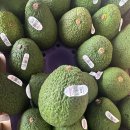 🥑페루산 아보카도 대과(개당 230g이상) 5.6kg 24과🥑 이미지