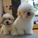 하릅원 | 꼬똥드툴레아 분양 정보 (분양가, 분양절차, 켄넬선택하기, 분양시 유의점)