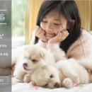 개 친절 펫택시 이미지