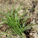 껄끔방동사니Cyperus diaphanus Schrad. ex Roem. &amp; Schult.(사초과 방동사니속) 이미지