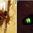 반딧불마트 이미지