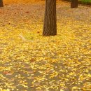 photo essay- 낙엽(the fallen leaves) 이미지