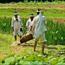 벼농사 과정의 연출사진 이미지