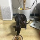 배부르댕 | 청주 봉명동 애견수제간식ㅣ강아지김밥 치킨ㅣ배부르댕