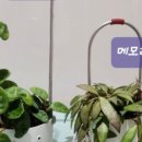 한채스