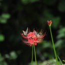 처갓집생삼겹 이미지