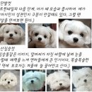 말티즈 헤어컷 종류 이미지