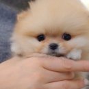 스누피독 miniteacuppuppy 네이버블로그