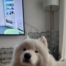 강아지 미장원 이미지