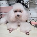 퍼피 베어(PUPPY-BEAR) 이미지