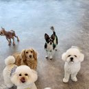 펫라운지 애견유치원 애견호텔 애견미용 이미지