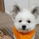 멈머 이미지