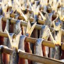 영덕청어과메기영어조합 이미지