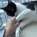 두부두부 이미지