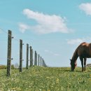 농지목장 이미지