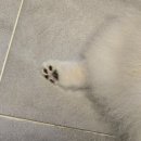 미스터와이 애견풀빌라 이미지