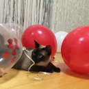 알콩달콩 이미지