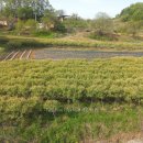 버드나무 이미지