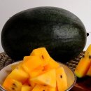 노랑수박 Daum카페