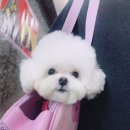 조이그루밍 이미지
