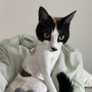 달봉냥의 꿈 이미지