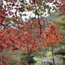2024 가을 산행다녀왔어요!월악산 단풍 상황 덕주사코스 추천. 길 잘못들어서 두번 올라갔다온 후기.